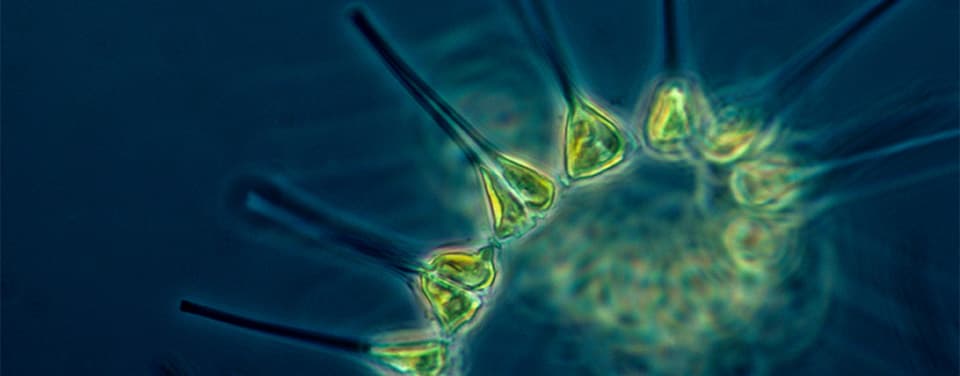 phytoplankton