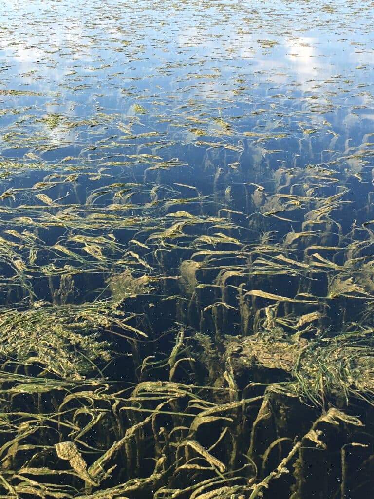 Eelgrass bed